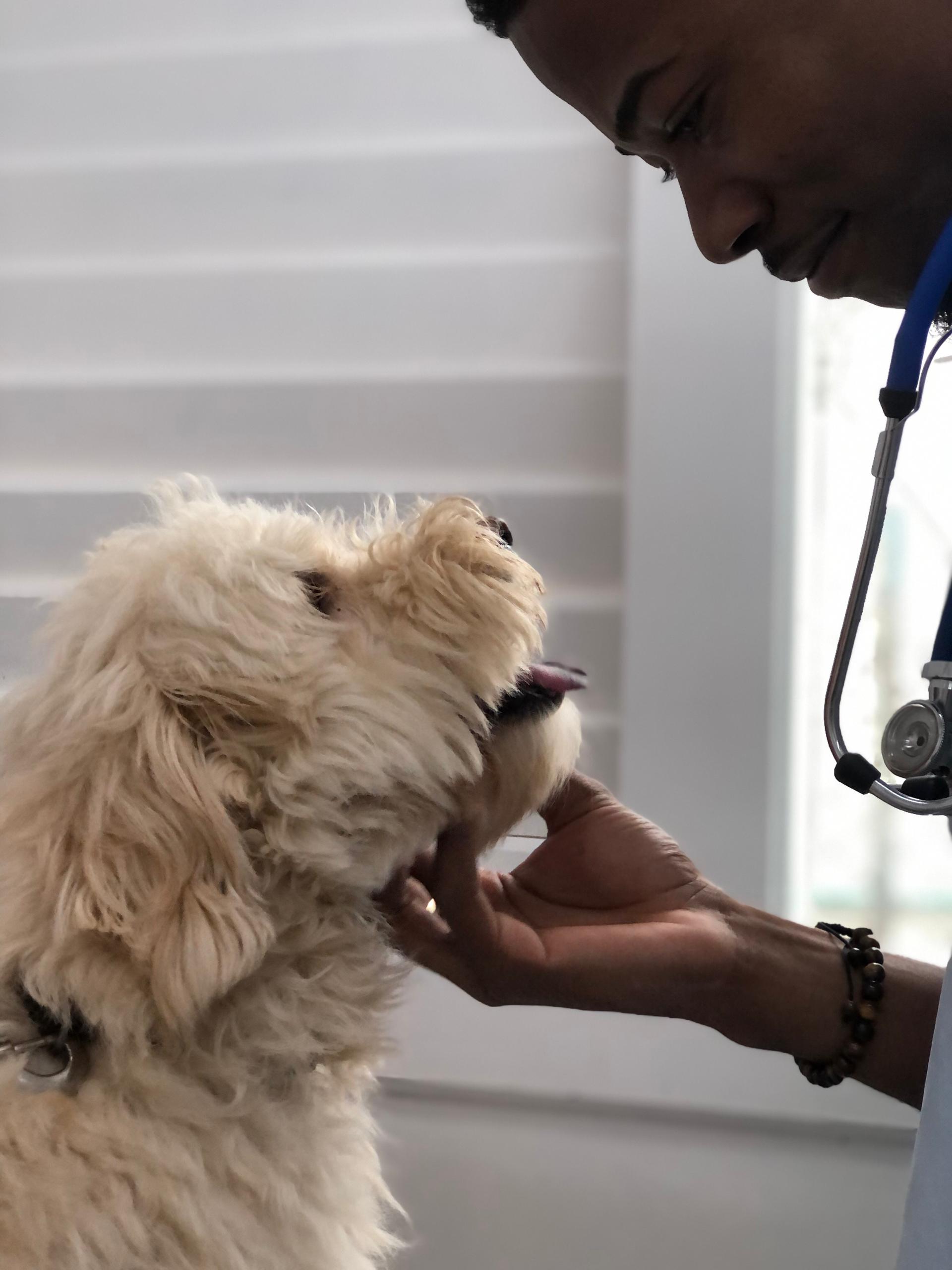 Nuestro equipo veterinario